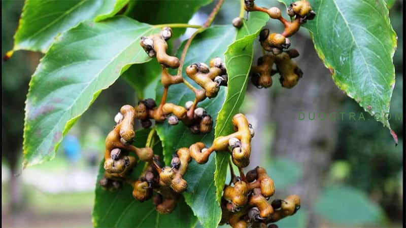 Chỉ Củ Tử Chỉ Củ Tử