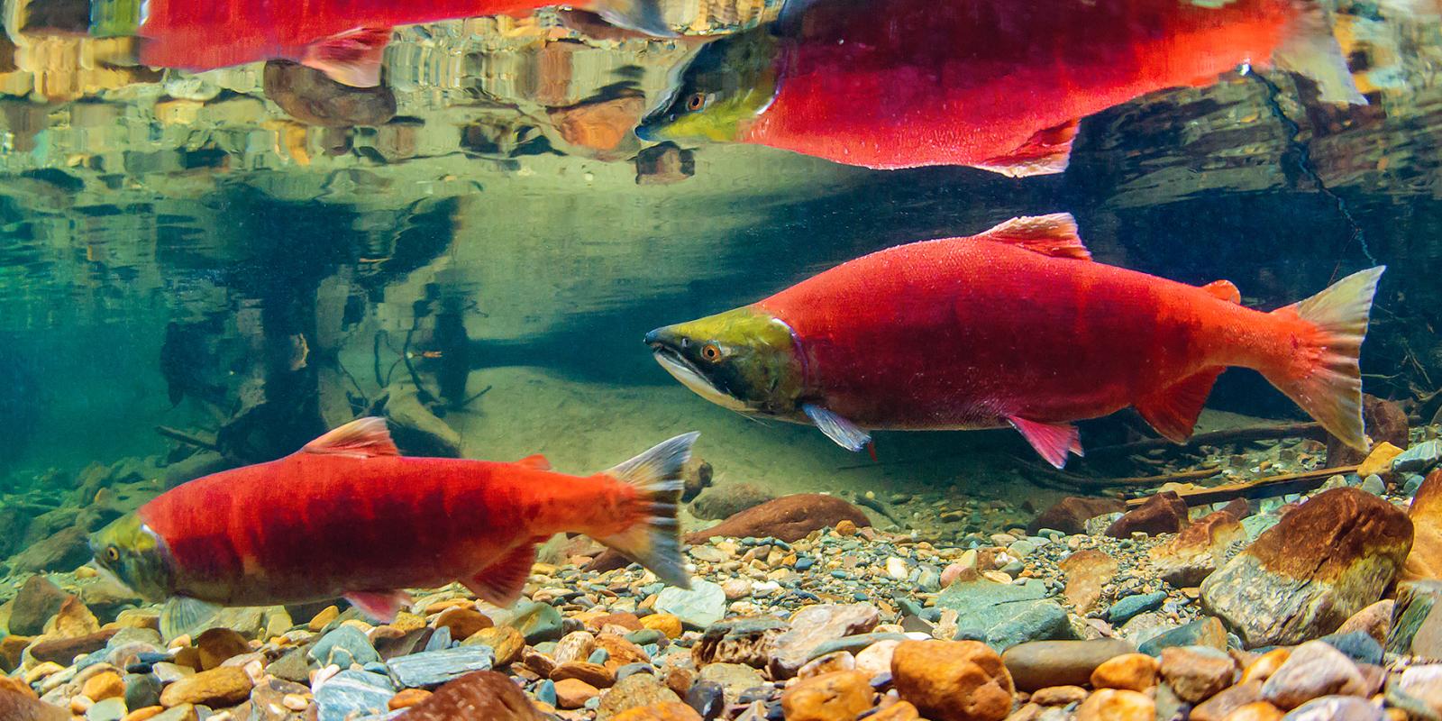 Cá hồi đỏ – Sockeye salmon